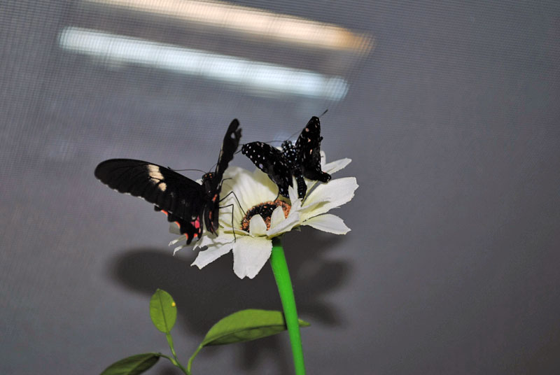 Выставка экзотических бабочек в Минске 5